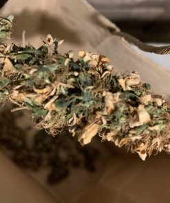Green Crack Feminized Esrar Tohumu (ILGM)