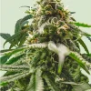 Green Crack Punch Feminized Esrar Tohumu (Royal Queen Seeds)
