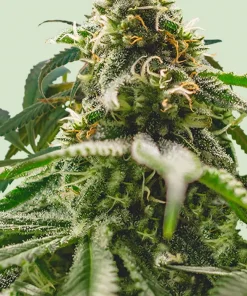 Green Crack Punch Feminized Esrar Tohumu (Royal Queen Seeds)