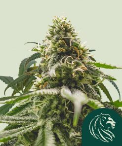 Green Crack Punch Feminized Esrar Tohumu (Royal Queen Seeds)