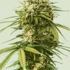Gushers Feminized Esrar Tohumu (Royal Queen Seeds)