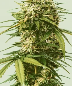 Gushers Feminized Esrar Tohumu (Royal Queen Seeds)