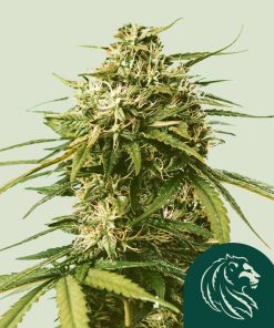 Gushers Feminized Esrar Tohumu (Royal Queen Seeds)
