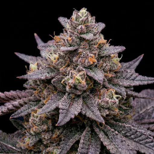 Double Burger x Han Solo Hash Plant