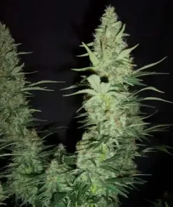 Hawaii Maui Waui Regular Esrar Tohumu (Nirvana)