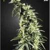 Hawaiian Snow Feminized Esrar Tohumu (Green House Seed Co.)