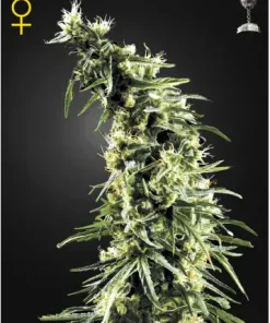 Hawaiian Snow Feminized Esrar Tohumu (Green House Seed Co.)