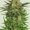 Haze Berry Feminized Esrar Tohumu (Royal Queen Seeds)