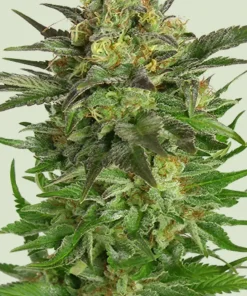 Haze Berry Feminized Esrar Tohumu (Royal Queen Seeds)
