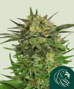 Haze Berry Feminized Esrar Tohumu (Royal Queen Seeds)