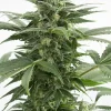 Haze XXL Auto Fem Esrar Tohumu (Dinafem)