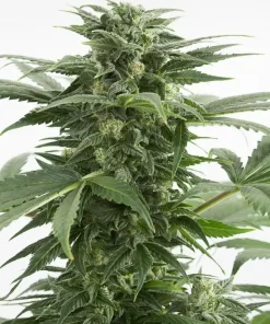 Haze XXL Auto Fem Esrar Tohumu (Dinafem)
