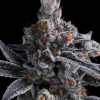 High Mars Feminized Esrar Tohumu (Anesia Seeds)