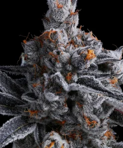 High Mars Feminized Esrar Tohumu (Anesia Seeds)