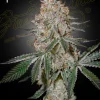HighCloudZ Feminized Esrar Tohumu (Green House Seed Co.)