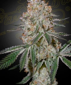 HighCloudZ Feminized Esrar Tohumu (Green House Seed Co.)