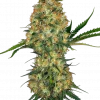 Hindu Kush Feminized Esrar Tohumu (Sensi Seeds)
