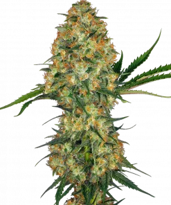 Hindu Kush Feminized Esrar Tohumu (Sensi Seeds)