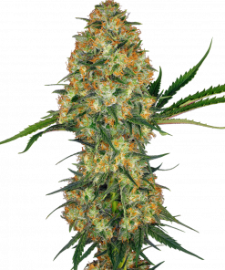 Hindu Kush Feminized Esrar Tohumu (Sensi Seeds)