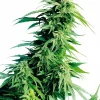 Hindu Kush Regular Esrar Tohumu (Sensi Seeds)