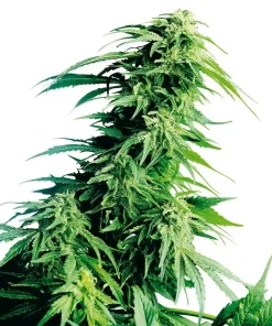 Hindu Kush Regular Esrar Tohumu (Sensi Seeds)