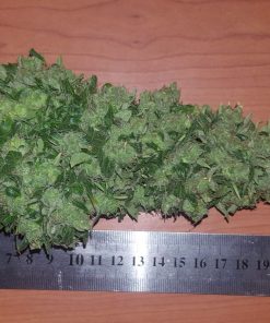 Hindu Kush Regular Esrar Tohumu (Sensi Seeds)
