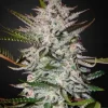 Holy Punch Feminized Esrar Tohumu (Green House Seed Co.)