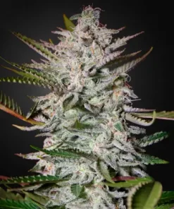 Holy Punch Feminized Esrar Tohumu (Green House Seed Co.)