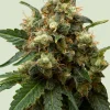 ICE Feminized Esrar Tohumu (Royal Queen Seeds)