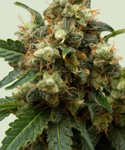 ICE Feminized Esrar Tohumu (Royal Queen Seeds)