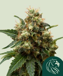 ICE Feminized Esrar Tohumu (Royal Queen Seeds)