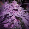 Inzane In The Membrane Feminized Esrar Tohumu (ETHOS Genetics)