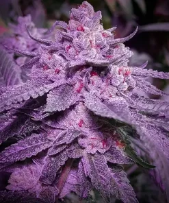 Inzane In The Membrane Feminized Esrar Tohumu (ETHOS Genetics)