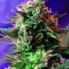 Jack 47 Fast Version Feminized Esrar Tohumu (Sweet Seeds)