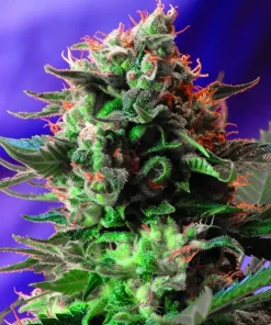 Jack 47 Fast Version Feminized Esrar Tohumu (Sweet Seeds)