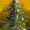 Jack Herer Auto Fem Esrar Tohumu (Crop King Seeds)