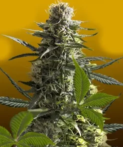 Jack Herer Auto Fem Esrar Tohumu (Crop King Seeds)