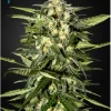 Jack Herer Auto Fem Esrar Tohumu (Green House Seed Co.)