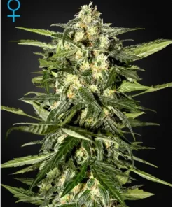 Jack Herer Auto Fem Esrar Tohumu (Green House Seed Co.)