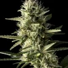 Jack Herer Auto Fem Esrar Tohumu (Seedsman)