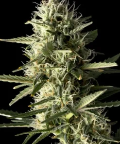Jack Herer Auto Fem Esrar Tohumu (Seedsman)
