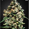 Jack Herer Feminized Esrar Tohumu (Green House Seed Co.)