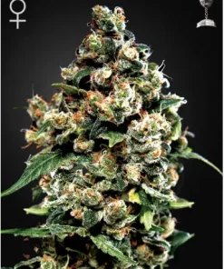 Jack Herer Feminized Esrar Tohumu (Green House Seed Co.)