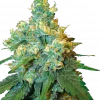 Jack Herer Feminized Esrar Tohumu (Sensi Seeds)