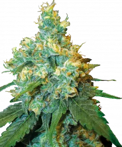 Jack Herer Feminized Esrar Tohumu (Sensi Seeds)