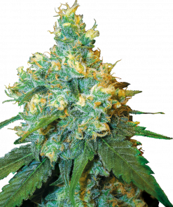 Jack Herer Feminized Esrar Tohumu (Sensi Seeds)