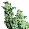 Jack Herer Regular Esrar Tohumu (Sensi Seeds)