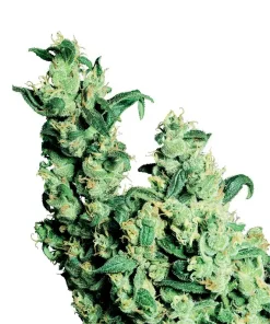 Jack Herer Regular Esrar Tohumu (Sensi Seeds)