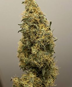 Jack Herer Regular Esrar Tohumu (Sensi Seeds)