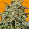 Jealousy Feminized Esrar Tohumu (Original Sensible Seeds)